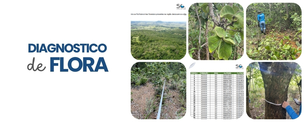 Diagnostico de Flora